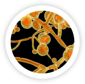 Candida