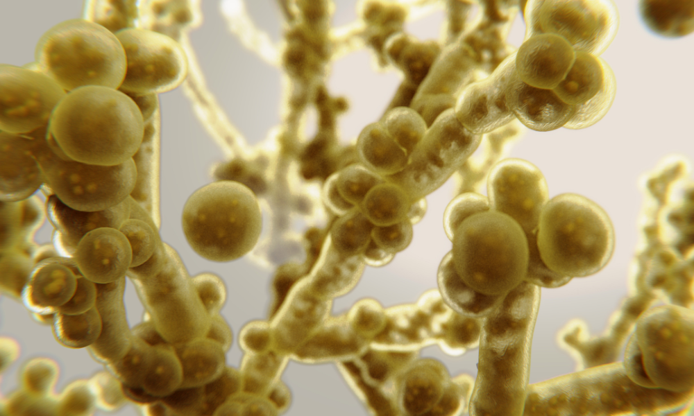 Candida auris: um fungo resistente a medicamentos que se espalha em instalações de saúde