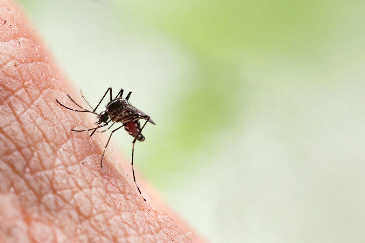 Desafios Emergentes: Dengue, Zika e Chikungunya  e a chegada da vacina no Brasil