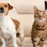 Limpeza pets