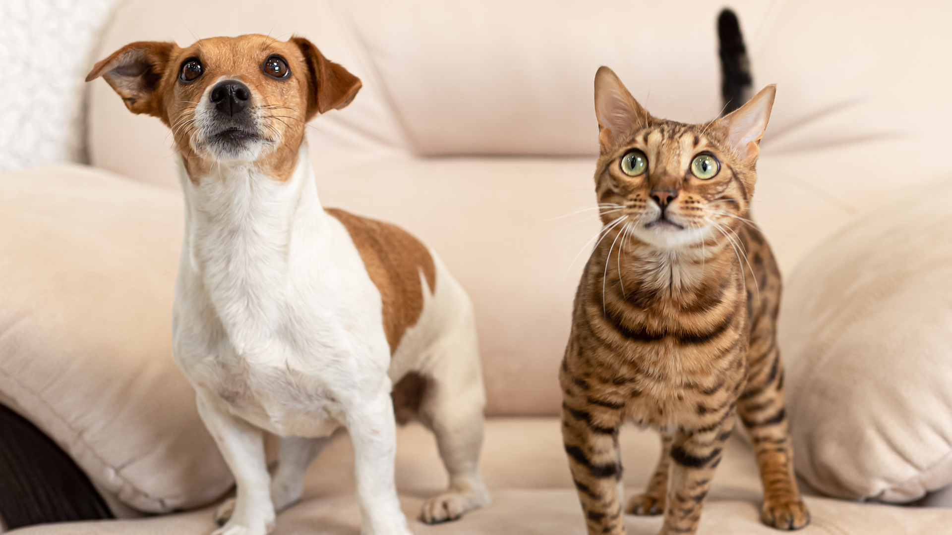 Limpeza pets