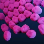 Acinetobacter