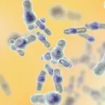 Clostridioides difficile